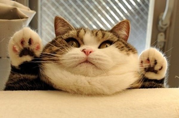 những meo tai cụp nổi tiếng nhất